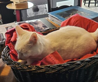 The Coffee Cat (Almere), mijn bezoek op 2 augustus 2025, foto 4 van 7